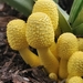 Leucocoprinus - Photo (c) Sara Marie Miller, all rights reserved, uploaded by Sara Marie Miller