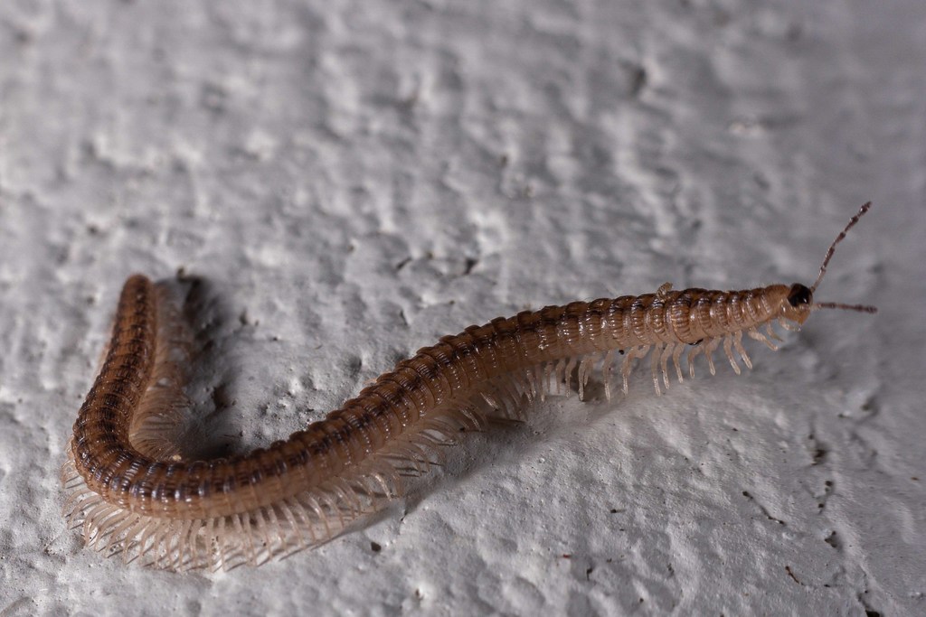 Texophon nessium from 3325 Green Jay, Alamo, TX 78516, USA on September ...