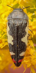 Acmaeodera amabilis image