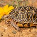 Southern Tent Tortoise - Photo (c) Tyrone Ping, all rights reserved, uploaded by Tyrone Ping