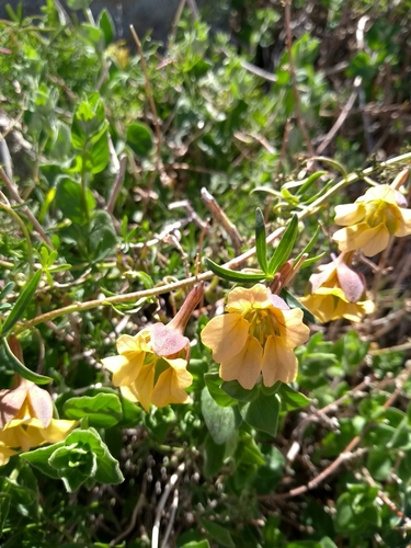 Tropaeolum kingii