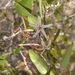 Diplolepis geminiflora - Photo (c) Ximena Noriega G, todos los derechos reservados, subido por Ximena Noriega G