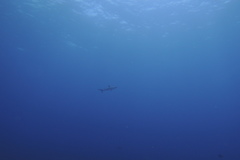Caribbean Reef Shark
