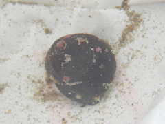 Image of Tegula euryomphala
