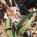 Gladiolus salteri - Photo (c) Annari van der Merwe, all rights reserved, uploaded by Annari van der Merwe