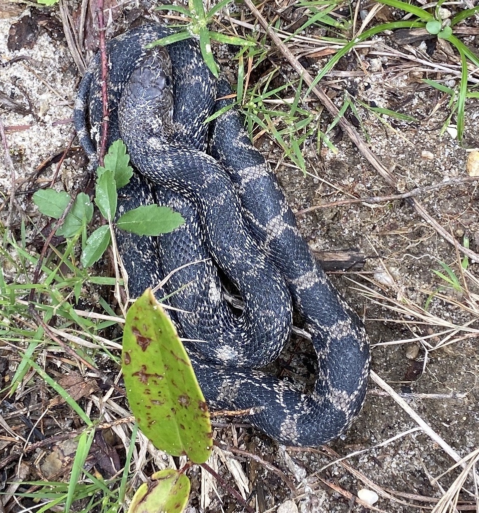 Black Pine Snake in September 2020 by Tisha Smith · iNaturalist