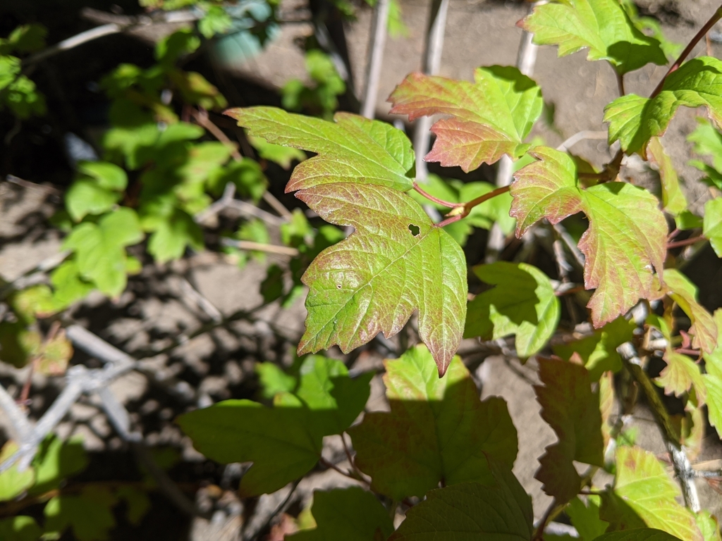 Rocky Mountain maple from Incline Village Recreation Center, Incline