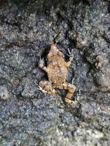 Brown Peeping Frog