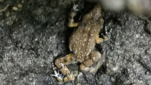 Brown Peeping Frog