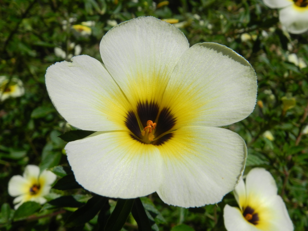 Flor de la pasión silvestre