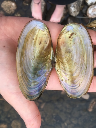 Eastern Floater