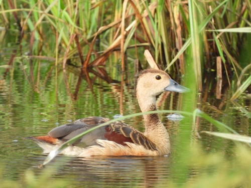 Lesser Whistling-Duck