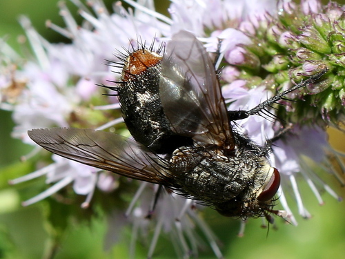 Deopalpus hirsutus