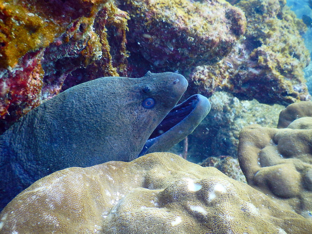 Giant Moray