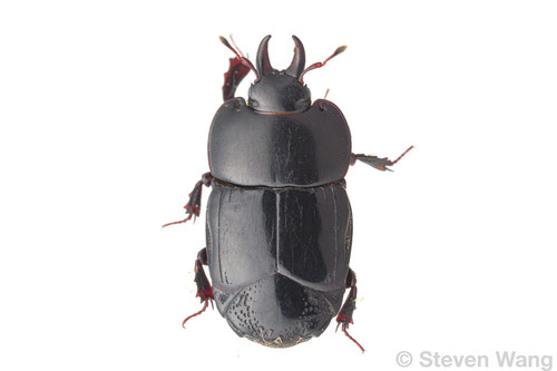 Hololepta lucida