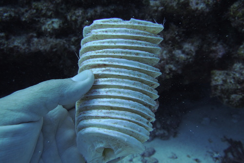 West Indian Chank Shell