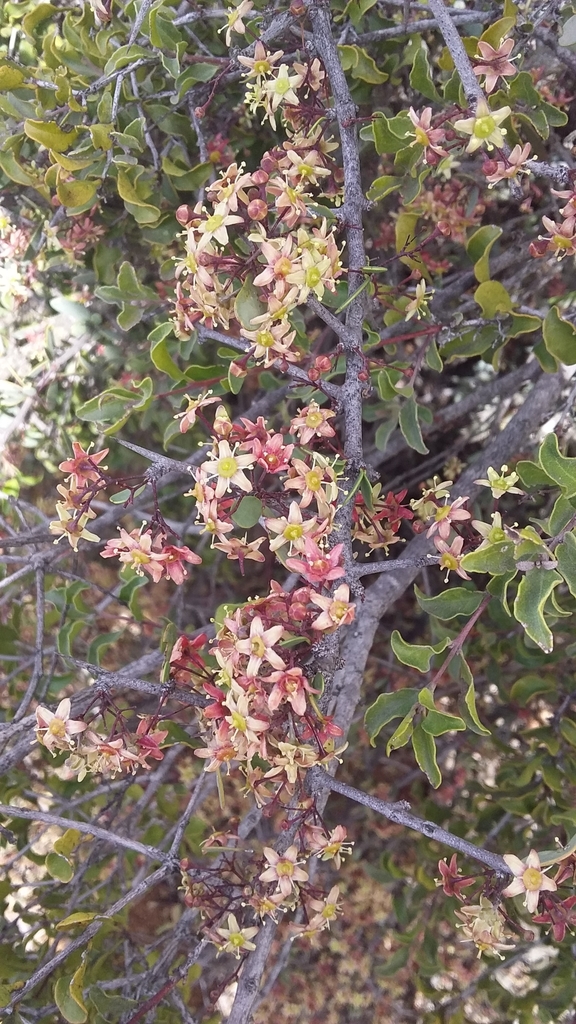 Splint SpikeThorn from Oudtshoorn Local Municipality, South Africa on