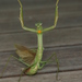 Narrow-winged Mantis - Photo (c) Taewoo Kim, all rights reserved, uploaded by Taewoo Kim