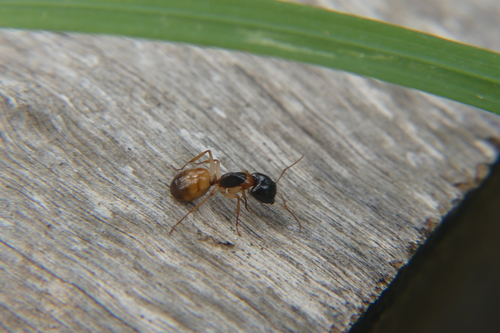 Camponotus woodroffeensisCamponotus woodroffeensis