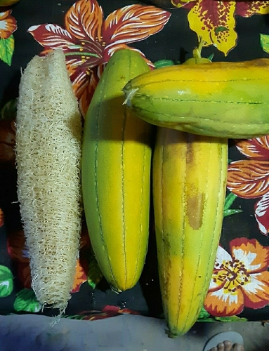 Sponge Gourd