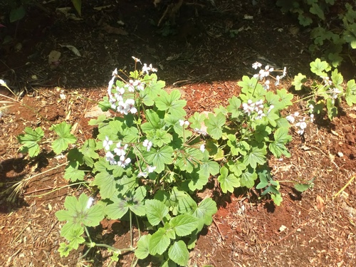 Pelargonium multibracteatum