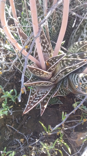 Gonialoe