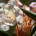 Rhododendron caucasicum - Photo (c) stranges, todos los derechos reservados, uploaded by stranges