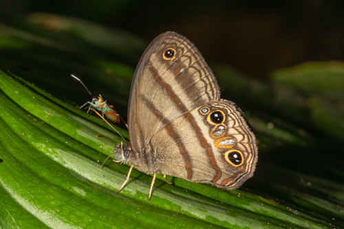 Cryptic Satyr (Cissia terrestris)
