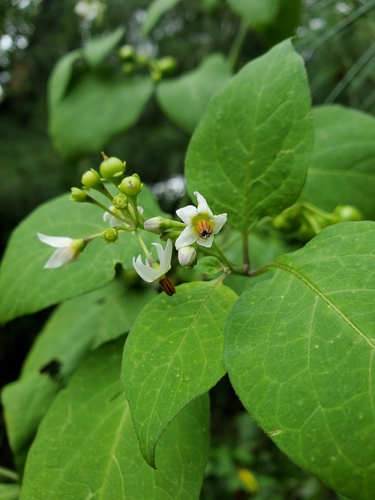 Garden Huckleberry