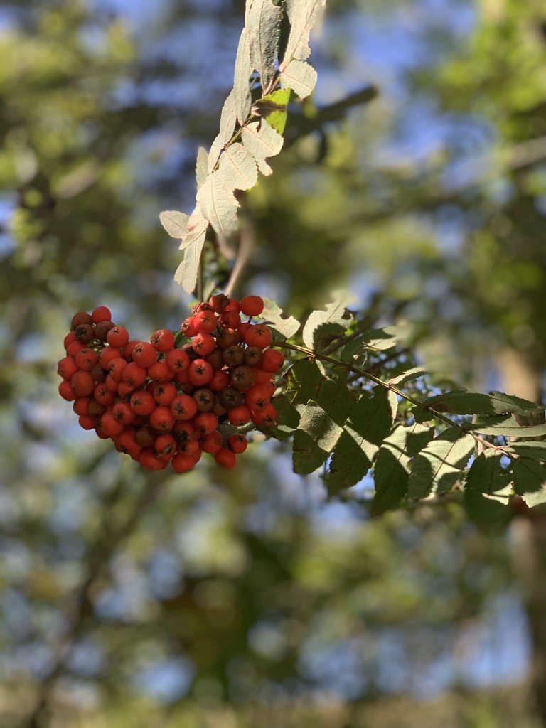 European Mountain Ash From Case Ciochet Corio Piemonte IT On   Large 