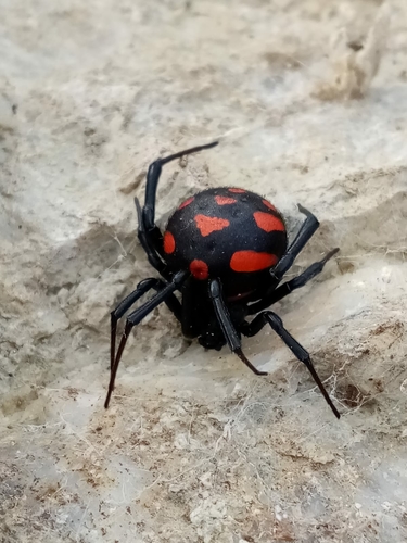 European Black Widow