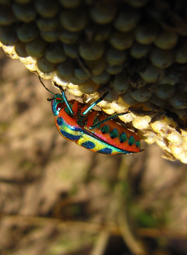 Rainbow Shield Bug