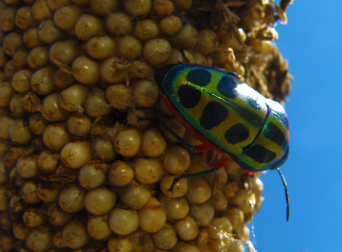 Rainbow Shield Bug