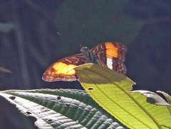 Adelpha cytherea image