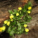 Calceolaria umbellata - Photo (c) Pablo Demaio, todos los derechos reservados, subido por Pablo Demaio