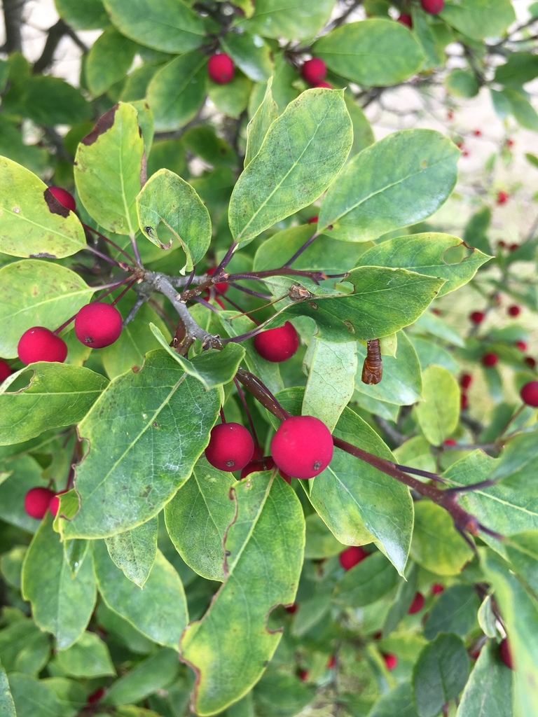 Mountain holly hotsell