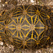 Geometric Tortoise - Photo (c) Tyrone Ping, all rights reserved, uploaded by Tyrone Ping