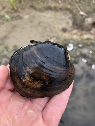 Higgins' Eye Pearly Mussel