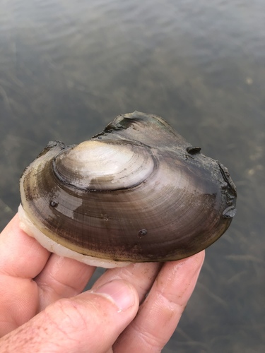 Pink Papershell