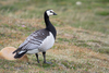 Barnacle Goose - Photo (c) Don-Jean Leandri-Breton, all rights reserved, uploaded by Don-Jean Leandri-Breton