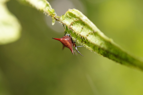 Spiders of Costa Rica · iNaturalist