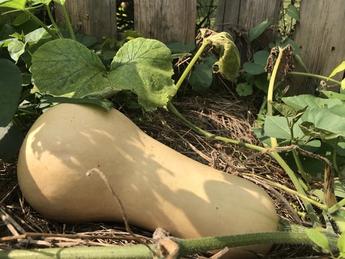 Squash