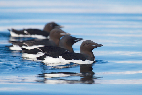 Thick-billed Murre