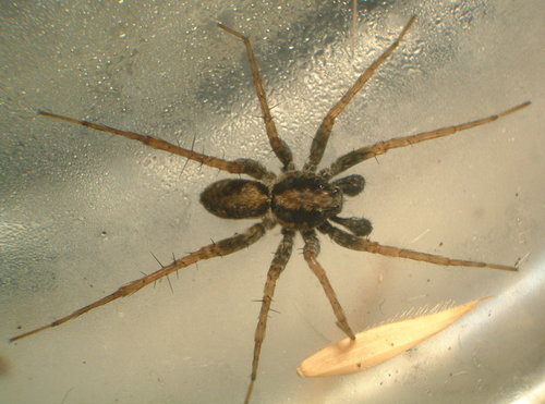 Shore Spider