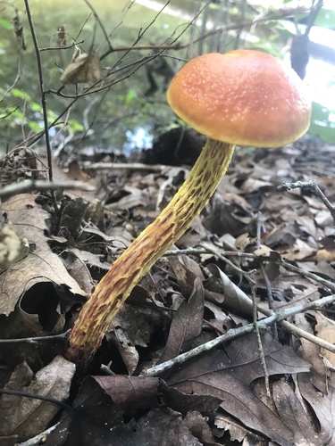 shaggy-stalked bolete