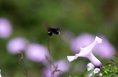 photo of (Neoxylocopa)