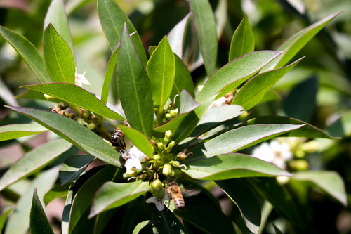 photo of Western Honey Bee (Apis mellifera)