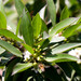 photo of Western Honey Bee (Apis mellifera)