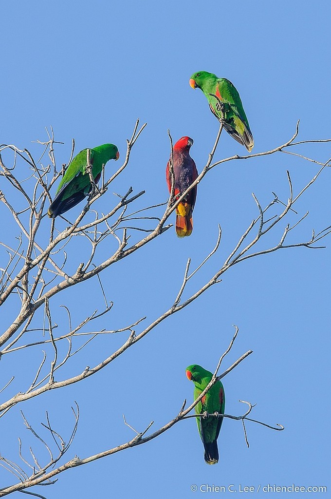 Moluccan Eclectus photo