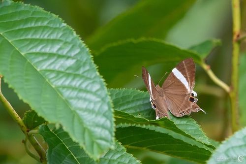 White-banded Judy